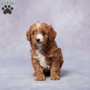 Holly, Cavapoo Puppy